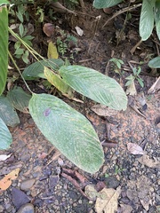 Stromanthe jacquinii