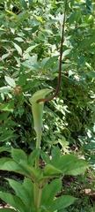 Arisaema tortuosum