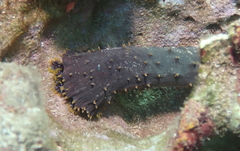 Holothuria flavomaculata