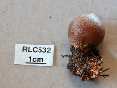 Myceliostroma