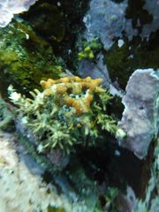 Phyllolithodes papillosus