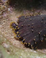 Holothuria flavomaculata