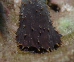 Holothuria flavomaculata