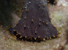 Holothuria flavomaculata