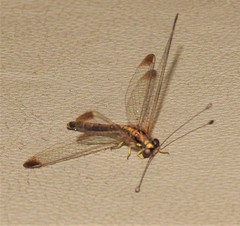 Suhpalacsa dietrichiae