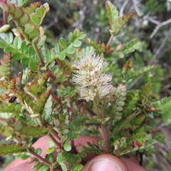 Weinmannia fagaroides