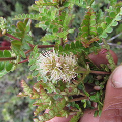 Weinmannia fagaroides