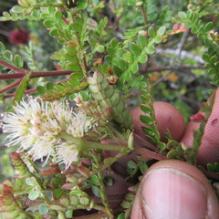 Weinmannia fagaroides