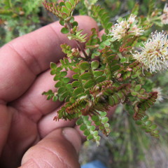 Weinmannia fagaroides