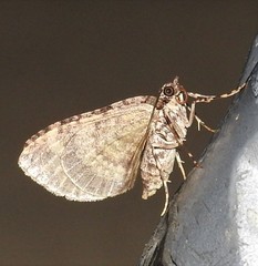 Crasilogia gressitti