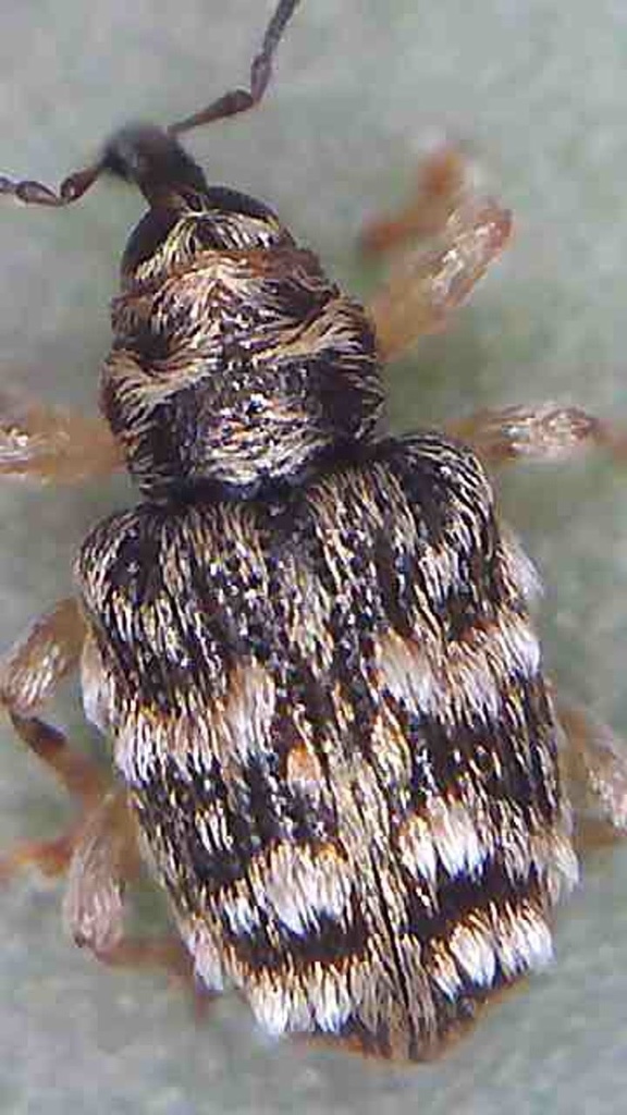 Praolepra albopicta