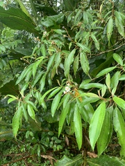 Miconia longifolia