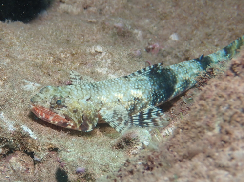 Flame lizardfish (Saurida flamma) — Synodontidae