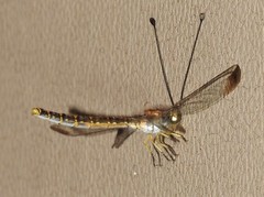 Suhpalacsa dietrichiae