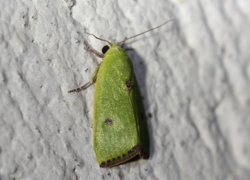 Egyptian Bollworm