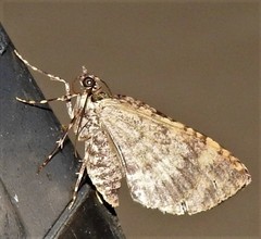 Crasilogia gressitti