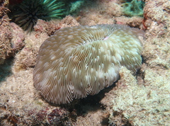 Lobactis scutaria