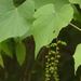 Graybark Grape - Photo (c) Pauline Singleton, some rights reserved (CC BY-NC), uploaded by Pauline Singleton