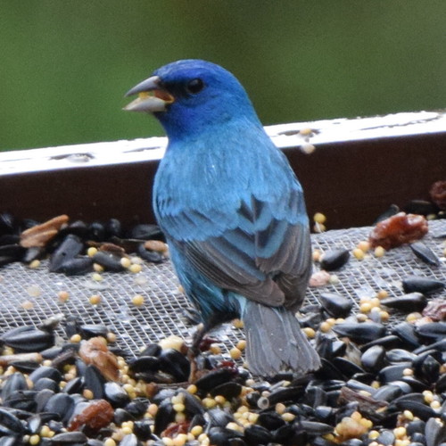 Indigo Bunting, photo 5 of 10