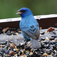 Indigo Bunting photo 6
