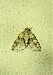 Crasilogia gressitti