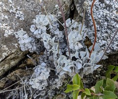 Eriogonum saxatile