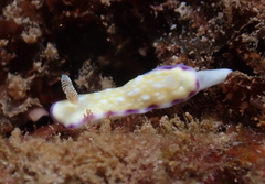 Goniobranchus albopustulosus