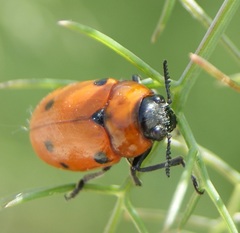 Tituboea sexmaculata