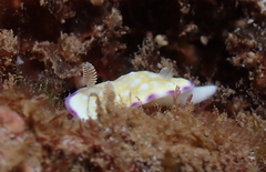 Goniobranchus albopustulosus