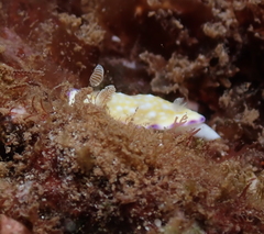 Goniobranchus albopustulosus
