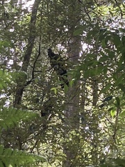 Zanda funerea xanthanota