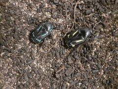 Chlorobapta frontalis