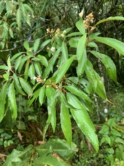 Miconia longifolia