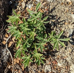 Lupinus cervinus