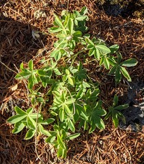 Lupinus cervinus