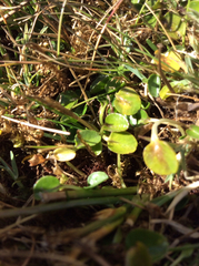 Lobelia oligophylla