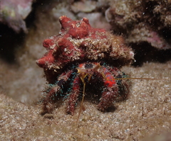 Dardanus sanguinocarpus