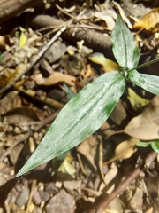 Aneilema acuminatum