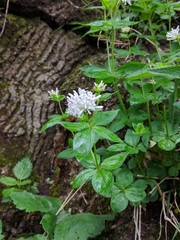 Asperula taurina