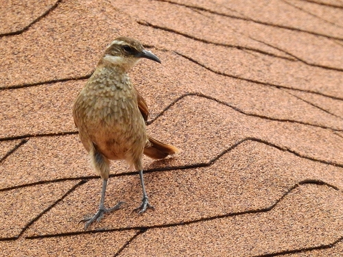 Stout-billed Cinclodes (Cinclodes excelsior), photo 8