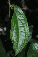 Mikania sylvatica