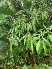 Miconia longifolia