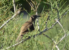 Pseudoseisura gutturalis