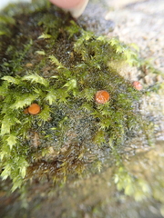 Scutellinia nigrohirtula
