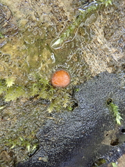 Scutellinia nigrohirtula