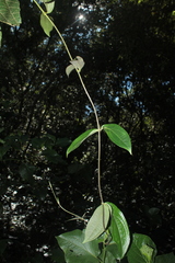 Mikania sylvatica
