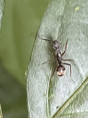 Dendromyrmex