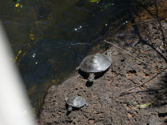 Phrynops williamsi
