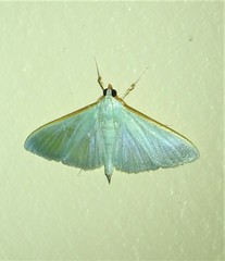 Stemorrhages amphitritalis