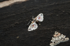 Leucinodes